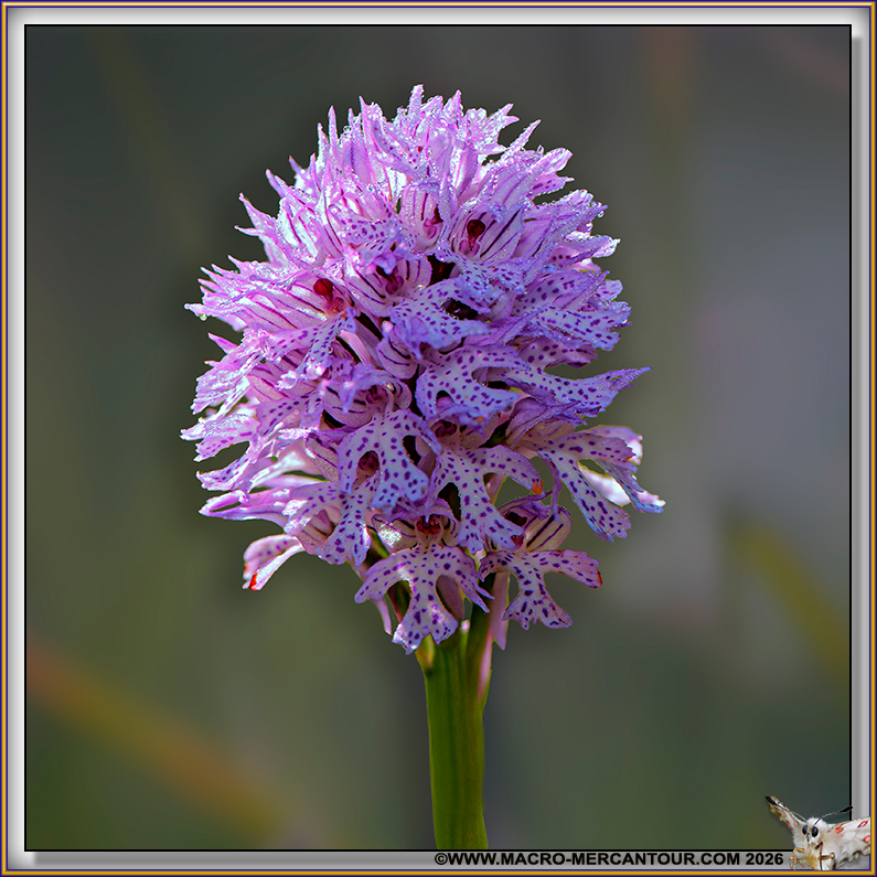 Orchis trident&eacute;